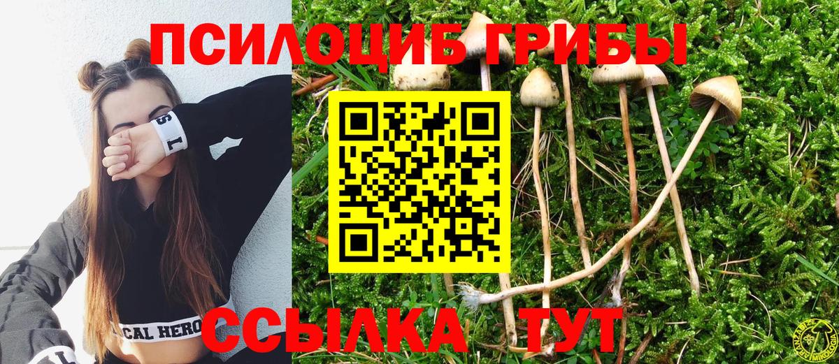 Галлюциногенные грибы Psilocybe Шадринск